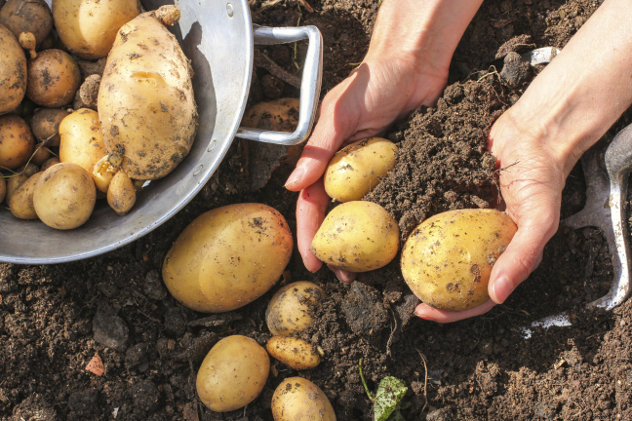 Aardappelen oogsten op het platteland