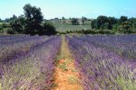 Paars lavendel veld in Frankrijk