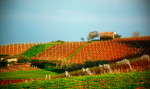 Wijngaard Sicilie