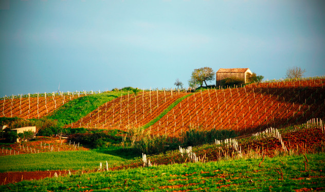 Wijngaard Sicilie