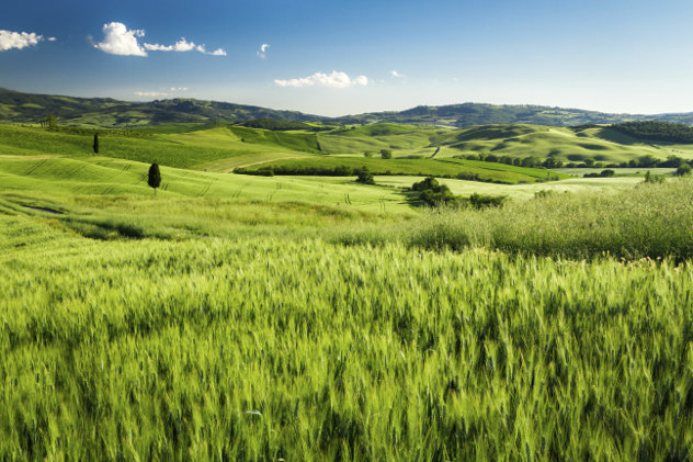 Landschaft Italien mit Weizen