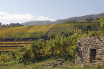 landschap met wijngaarden